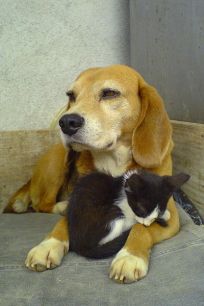 400px-Beagle_and_sleeping_black_and_white_kitty-01
